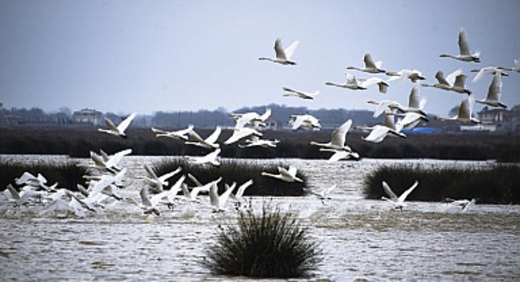 Kızılırmak Deltası’nda Kuğulardan Görsel Şölen!