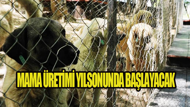 Samsun Büyükşehirden Hayvanlara Mama Üretim Fabrikası!