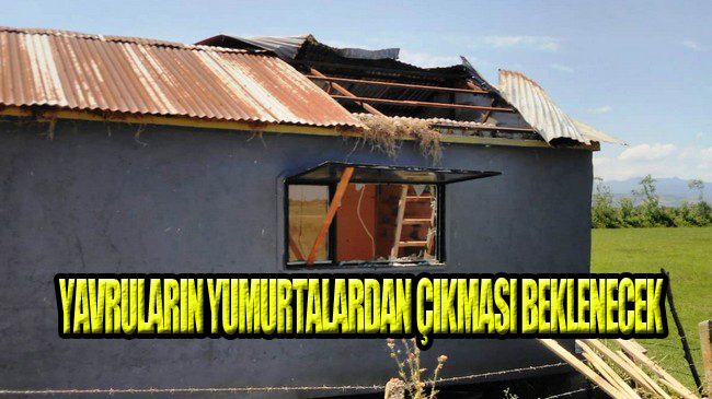 Kuş Yuvaları Samsun’da Yıkımı Durdurdu!