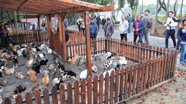 Samsun’da Sahipsiz Sokak Hayvanlarına Ziyaret!