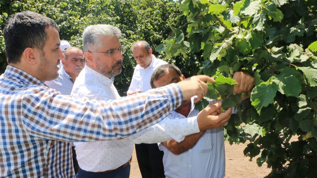 Başkan Aksu Fındık Üreticileri İle Buluştu!