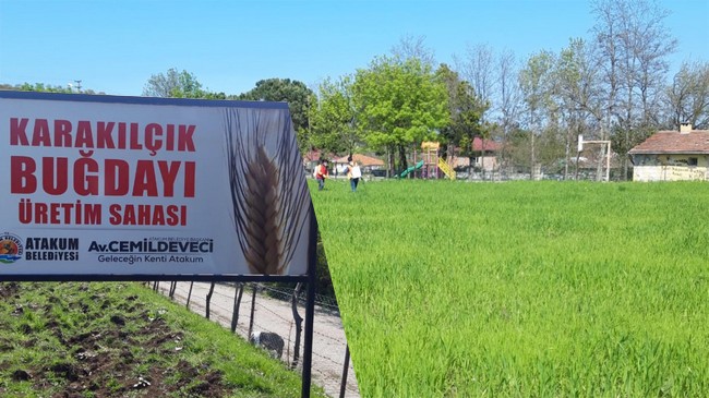 Karakılçık buğdayı Atakum’da Hayat Buluyor!