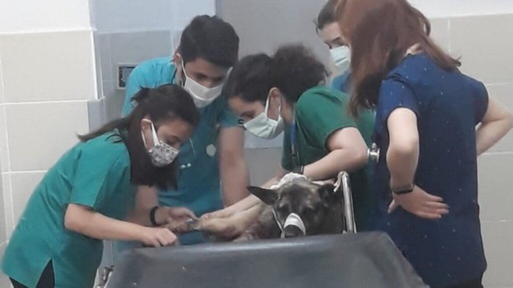 Samsun’da Can Dostlara Derman Oluyorlar!