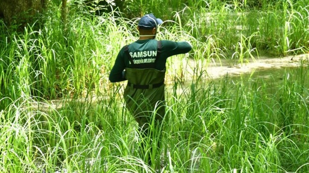 Samsun’da Larvasitler Kaynağında Yok Ediliyor!