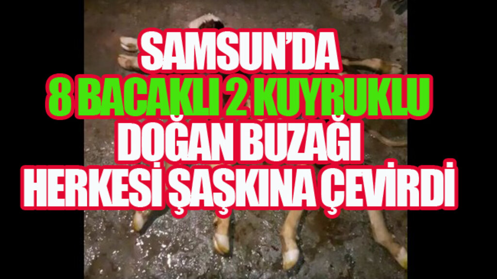 Samsun’da 8 Bacaklı Doğan Buzağı Herkesi Şaşkına Çevirdi! – VİDEOLU