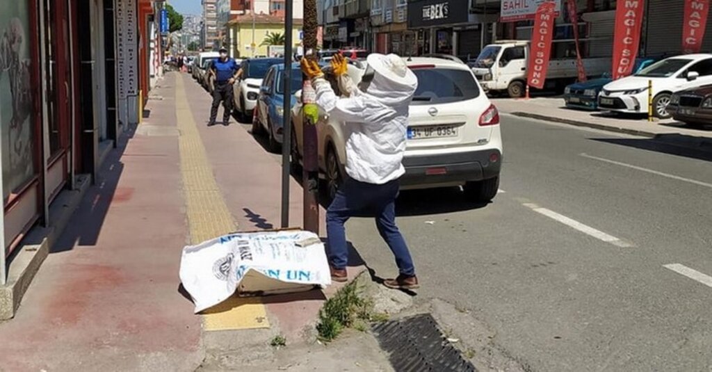 Samsun’da Şehire İnen Arılara Zabıta Ekipleri Müdahale Etti!