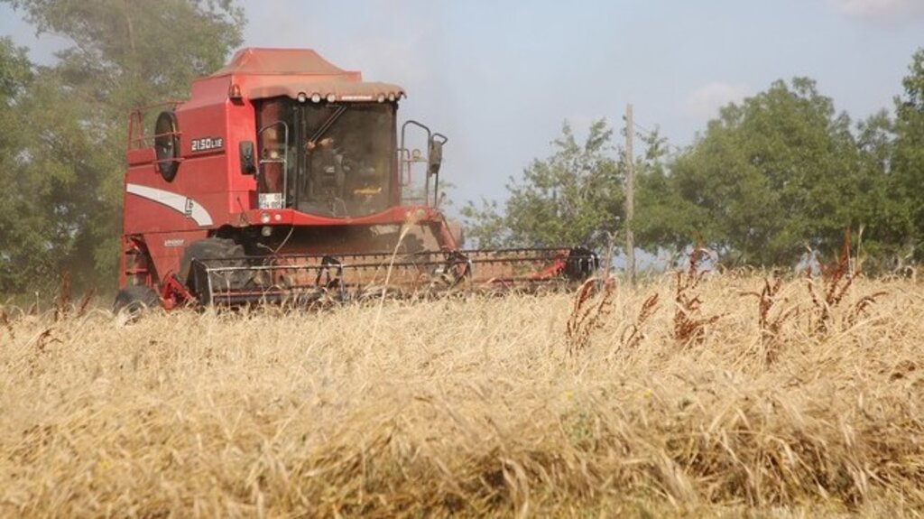 Samsun’da Karakılçık Buğday Üretimini On Kat Arttı!