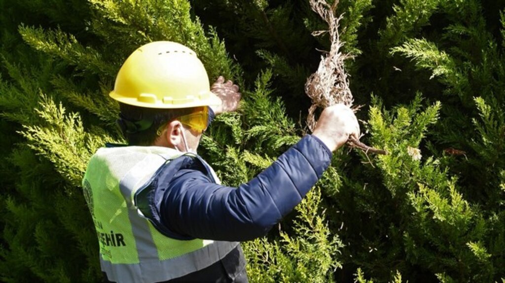 Samsun’da Binlerce Ağaç Bakımdan Geçti!