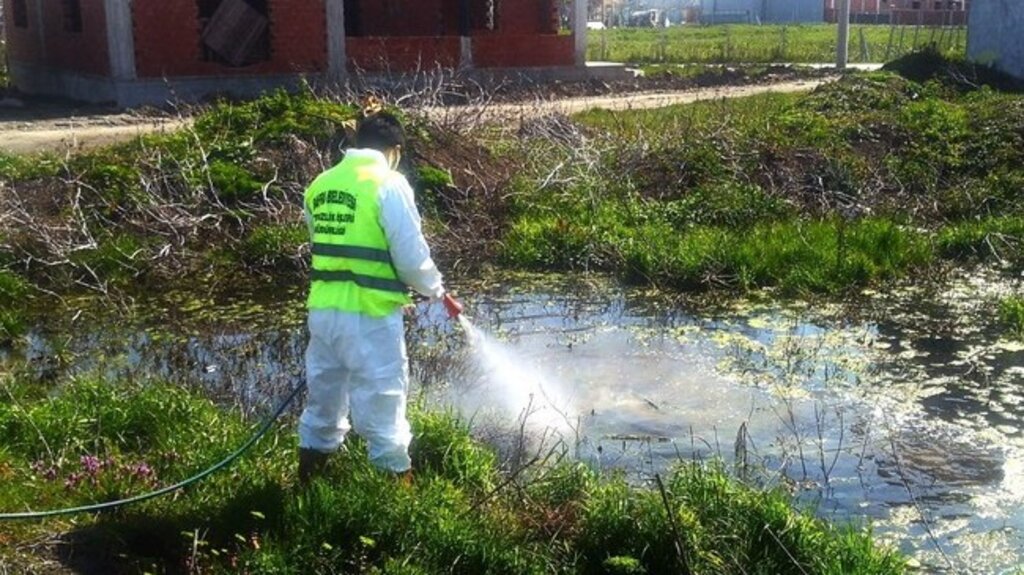 Bafra’da Larva İle Mücadele Devam Ediyor!
