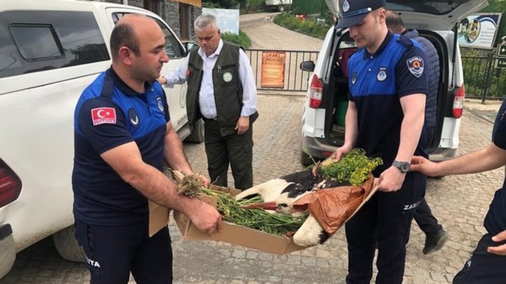 Elektrik Çarpan Leylek Samsun’da Tedavi Altına Alındı!