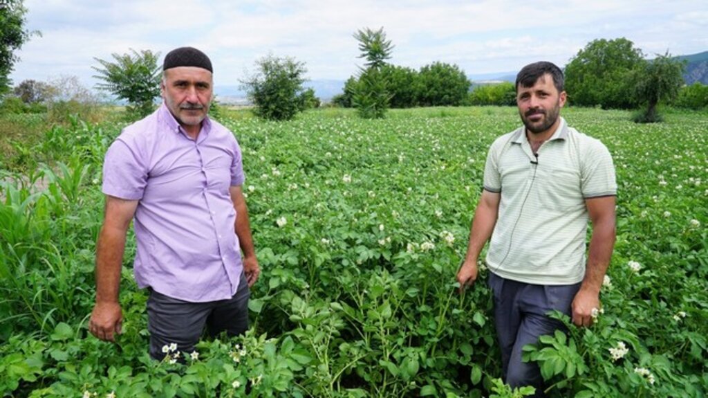 Samsun’da Patates Üreticileri Memnun!
