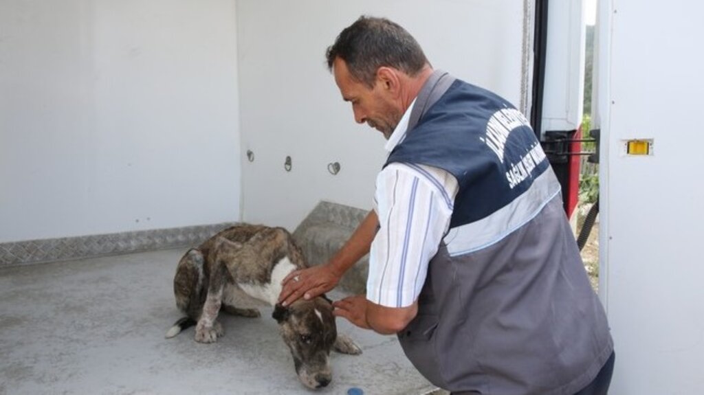 Aracın Çarptığı Köpeğin Yardımına İlkadım Belediyesi Koştu!