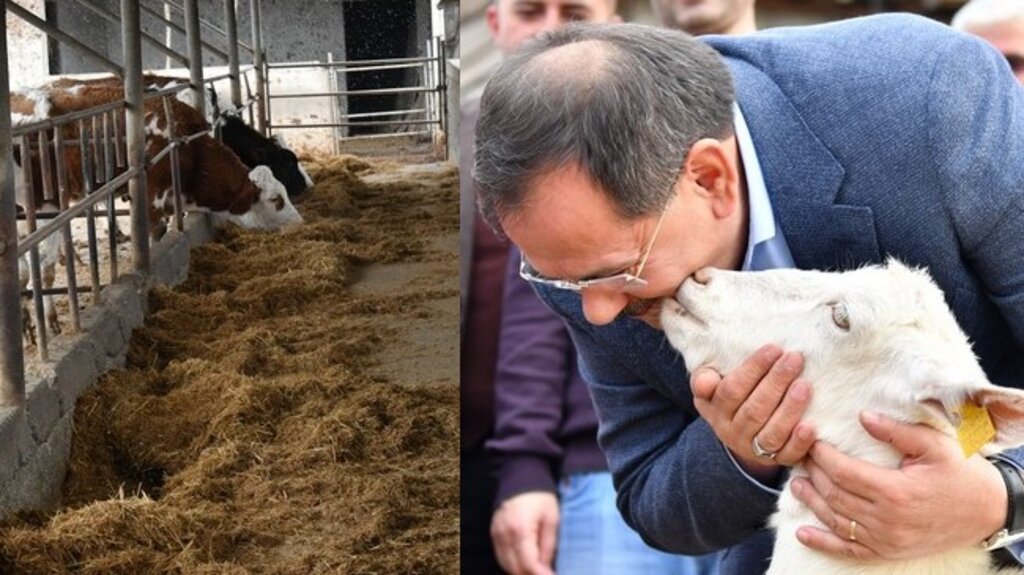 Samsun Büyükşehirden Hayvancılığa Büyük Destek!