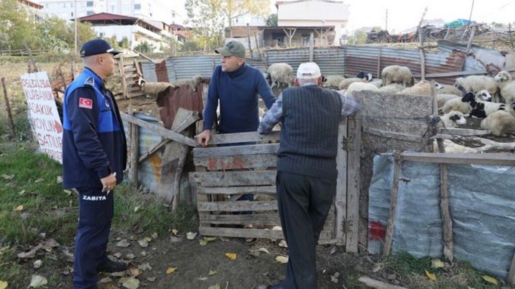 Samsun Kent Merkezindeki Hayvan Ahırlarına Zabıta Ekiplerinden Müdahale!