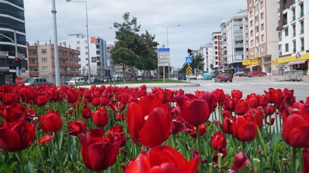Samsun Lalelerle Renklendi!