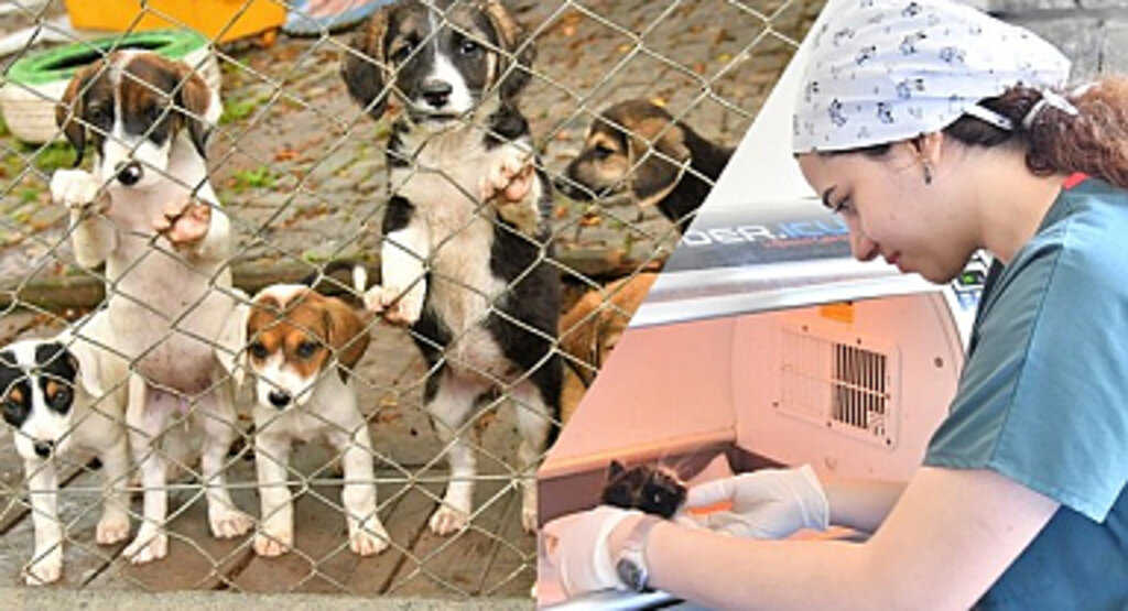 Samsun Büyükşehir Can Dostlarımızın Yanında!