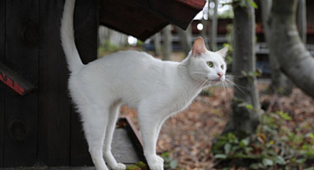 Kedi Kasabası Türkiye’de Örnek Teşkil Ediyor!
