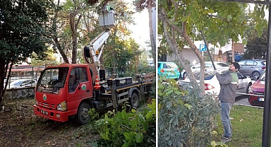 İlkadım’da Ağaçlar, Kent Estetiği İçin Budanıyor!