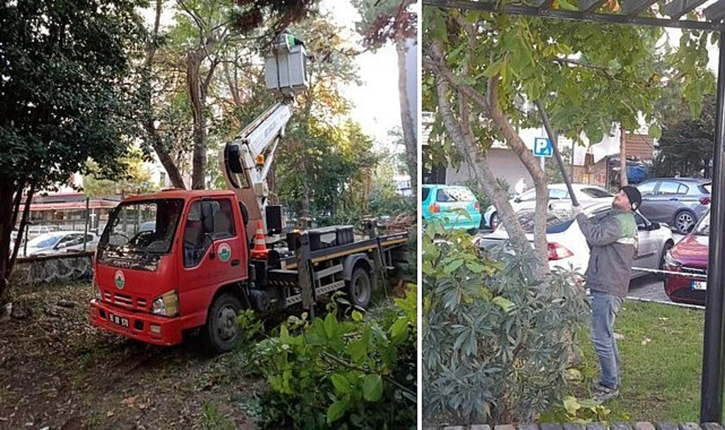 İlkadım’da Ağaçlar, Kent Estetiği İçin Budanıyor!