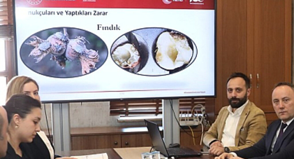Büyükşehir’den Kahverengi Kokarca İle Mücadele!