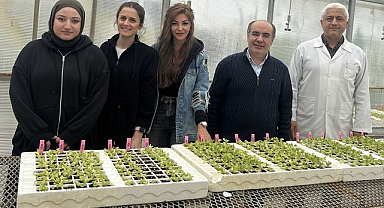 OMÜ’nün Dayanıklı Marul Yetiştirilmesine Yönelik Projesine TÜBİTAK’dan Destek!