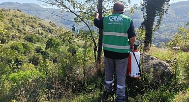 Canik Belediyesi'nden Kahverengi Kokarca Böceğiyle Etkin Mücadele!