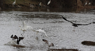 Kuş Cenneti’nde Sonbahar Göz Kamaştırıyor!