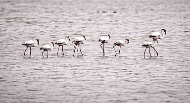 Kızılırmak Deltası Kuş Cenneti’nde Bahar Coşkusu!