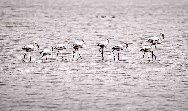 Kızılırmak Deltası Kuş Cenneti’nde Bahar Coşkusu!