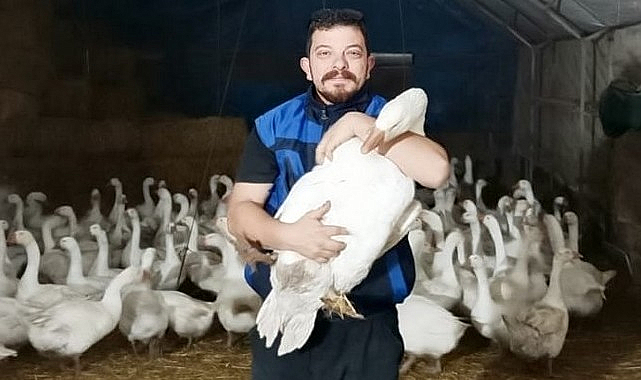 Samsun Büyükşehir Belediyesi'nin Desteğiyle Kaz Yetiştiriciliği Kalkınıyor!