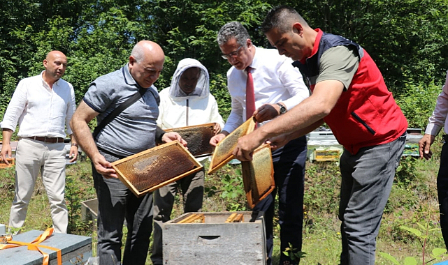 Coğrafi İşaretli Salıpazarı Kestane Balında Hasat Heyecanı!